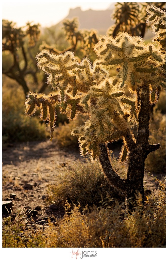 Cactus in Arizona at Lost Dutchman State Park