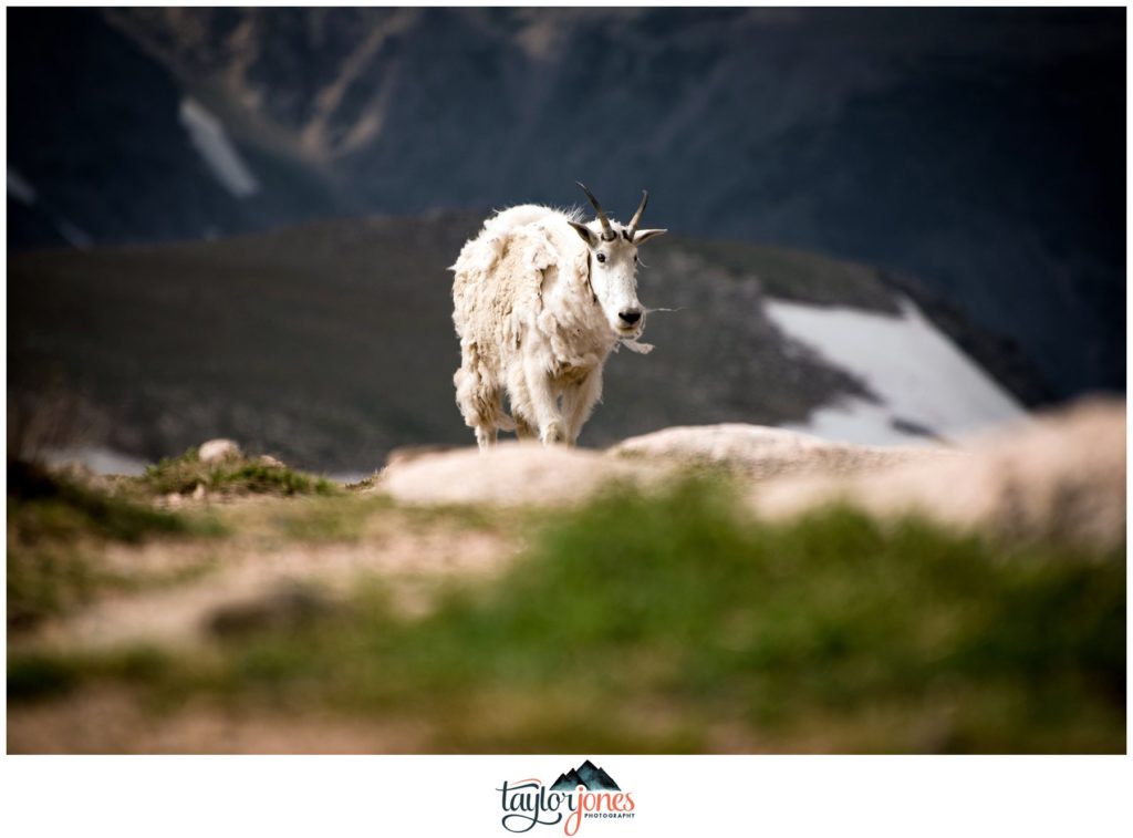 Yellowstone National Park in Montana Beartooth Highway